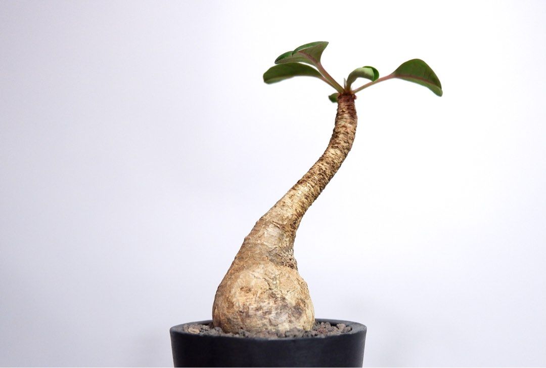 優惠塊根植物-象鼻大戟Euphorbia ramena, 傢俬＆家居, 園藝, 植物及 