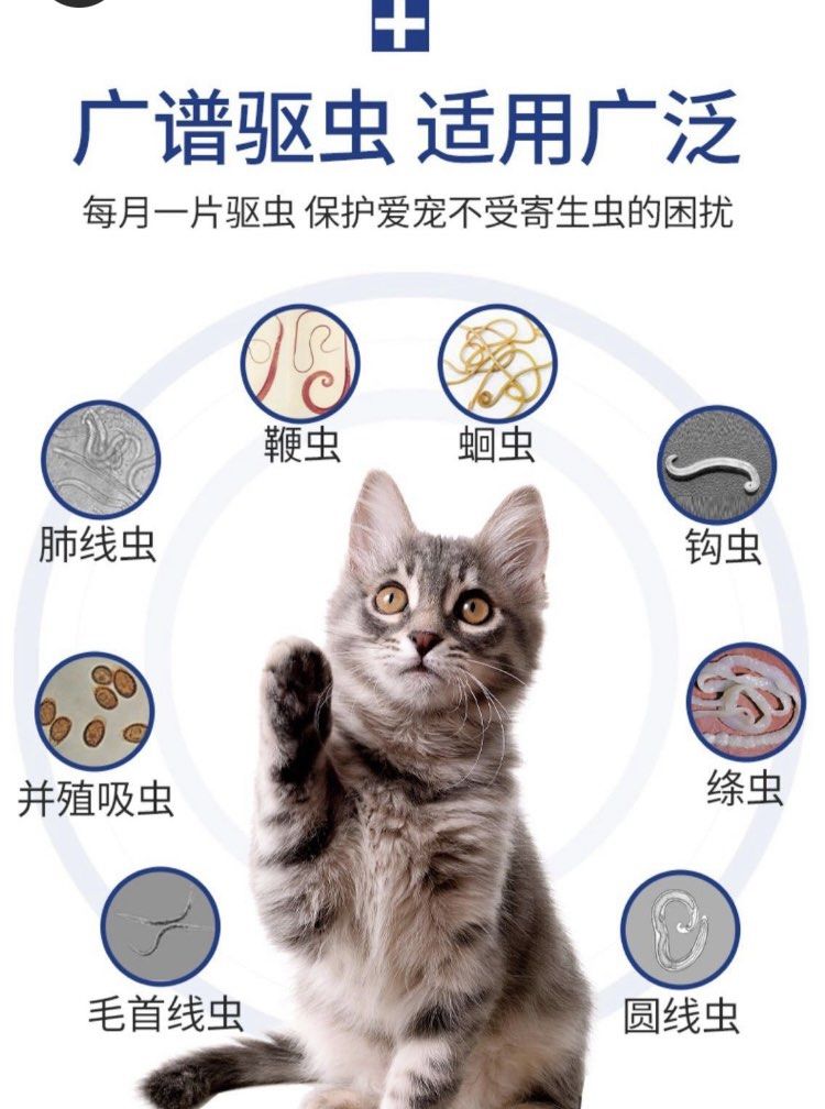 can you get scabies from a dog or cat