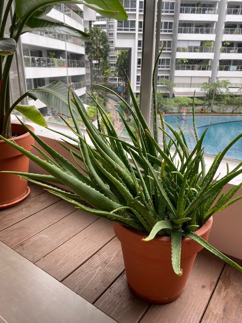Aloe Vera plant, Furniture & Home Living, Gardening, Plants & Seeds on