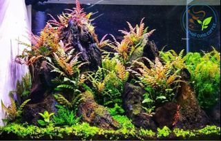 Aquatic plant Hygrophila pinnatifida submerged form