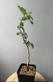 （分類：）位於 。 由 lkyda 提交（商品編號 1194831394，圖片 1）。簡介： 。