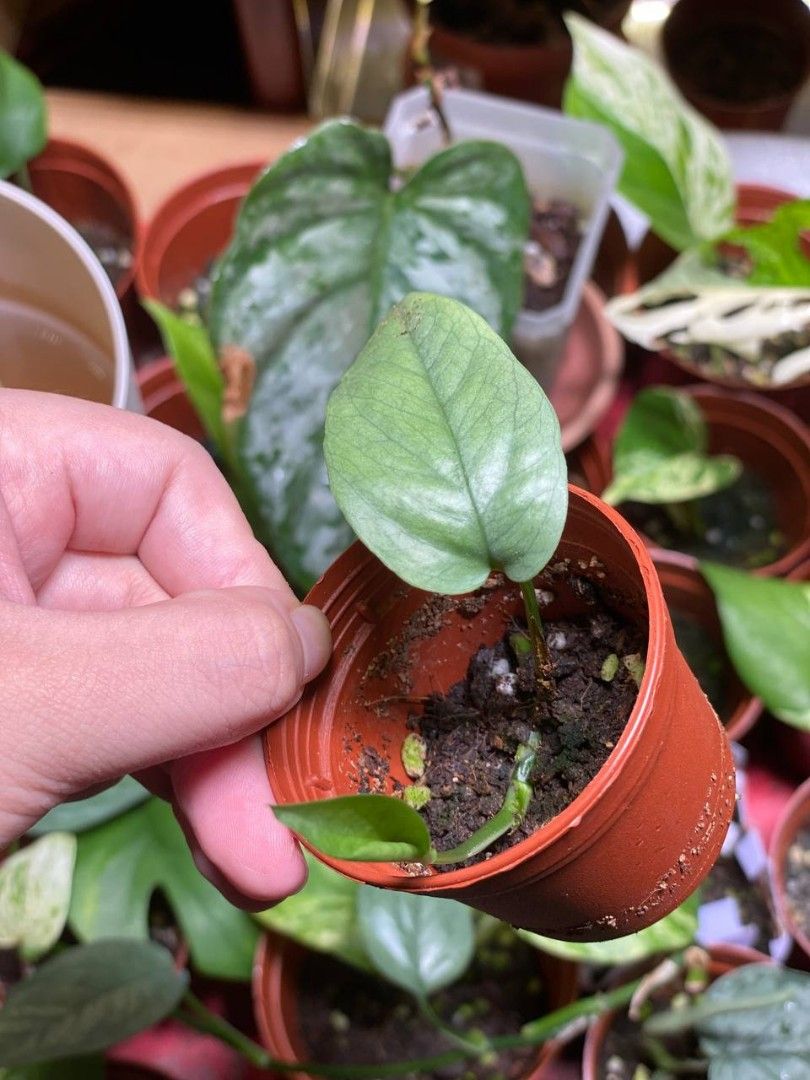 Cebu blue pothos plant in brown plastic flowerpot / small house plants