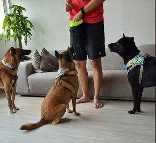 (Category: ) located in . Submitted by DogDad (Listing ID 1194815651, Image 1). Description: .
