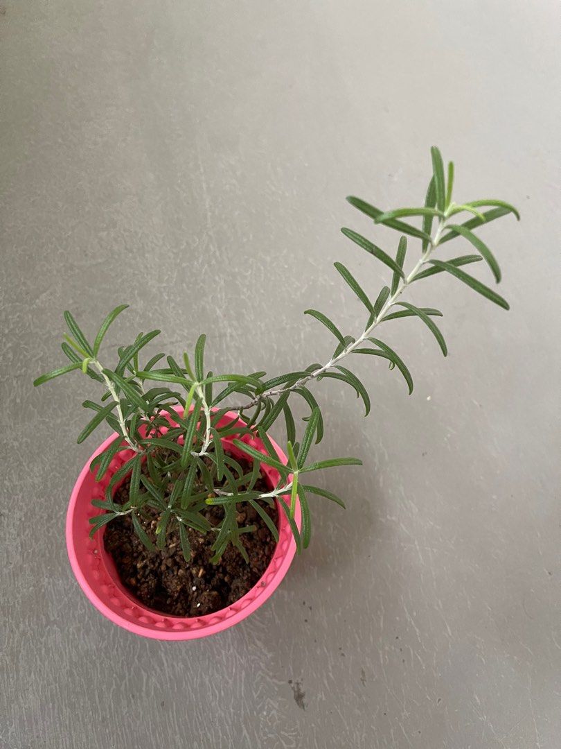 Edible herb Rosemary plant, Furniture & Home Living, Gardening, Plants