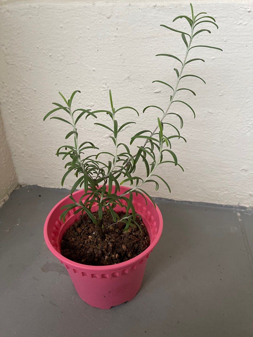 Edible herb Rosemary plant, Furniture & Home Living, Gardening, Plants