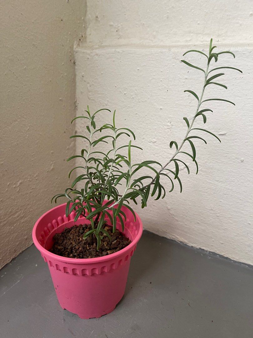 Edible herb Rosemary plant, Furniture & Home Living, Gardening, Plants