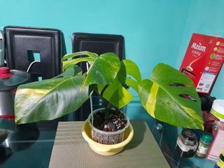 Monstera borsigiana aurea