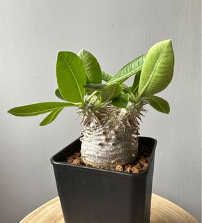 （分類：）位於 。 由 lkyda 提交（商品編號 1194822882，圖片 1）。簡介： 。
