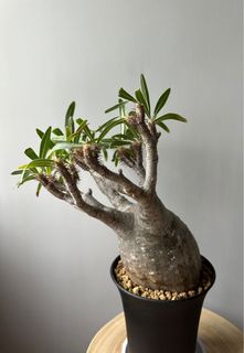 （分類：）位於 。 由 lkyda 提交（商品編號 1194828424，圖片 1）。簡介： 。
