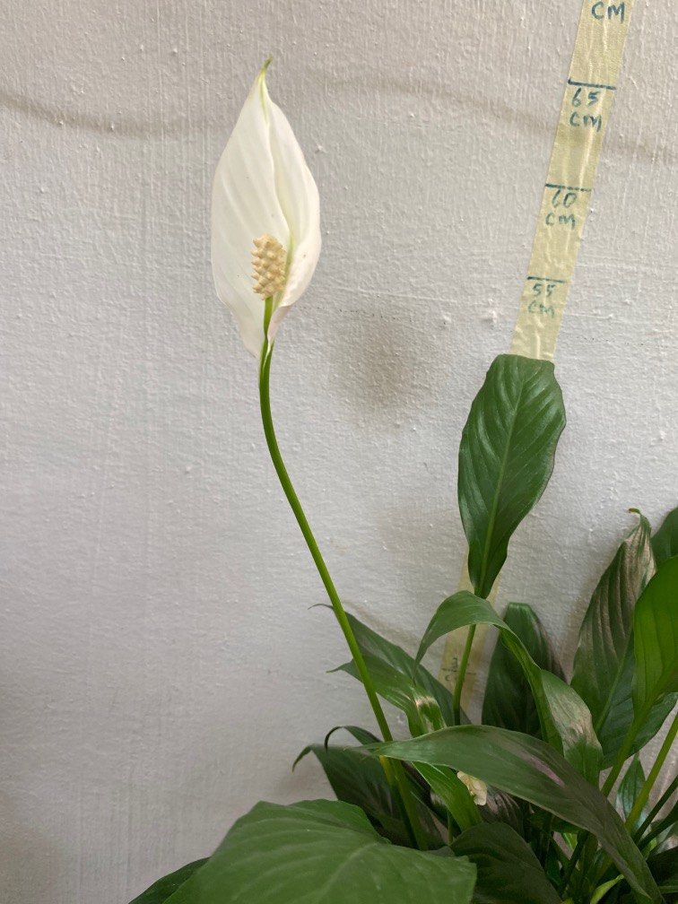 Peace Lily flowering plant, Furniture & Home Living, Gardening, Plants
