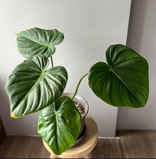 （分類：）位於 。 由 lkyda 提交（商品編號 1194835860，圖片 1）。簡介： 。