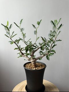 （分類：）位於 。 由 lkyda 提交（商品編號 1194829793，圖片 1）。簡介： 。