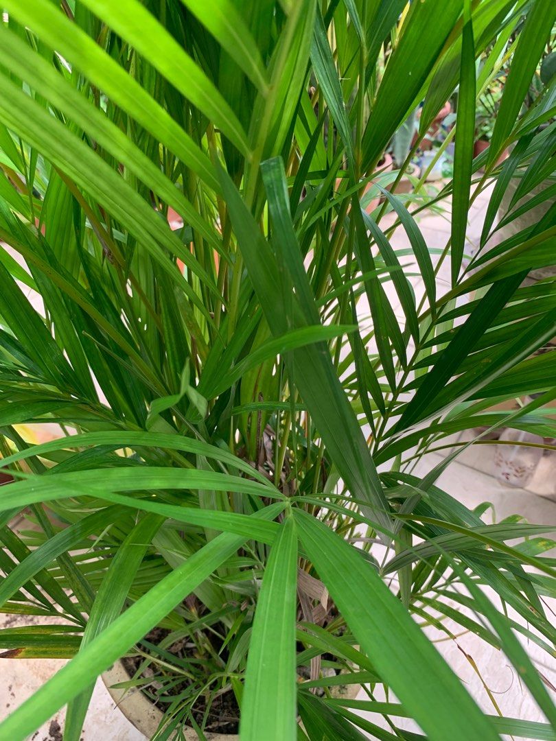 120 cm ( 4 feet) Tall A Healthy Yellow Cane Palm plant , very