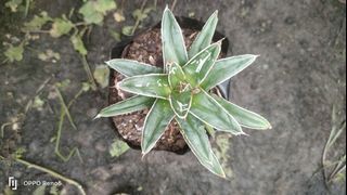 agave queen Victoria
