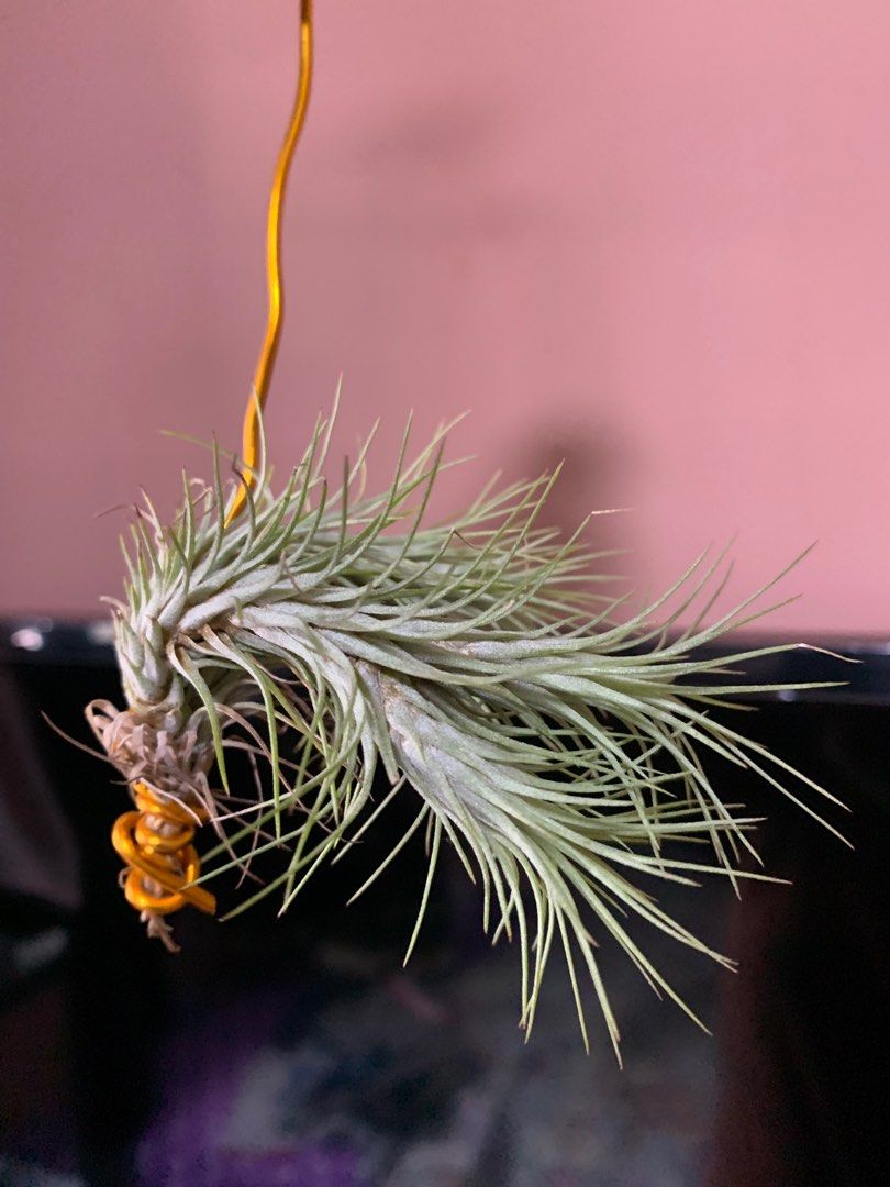 Easy care airplant Funckiana (rare) air plant 89cm, Furniture & Home