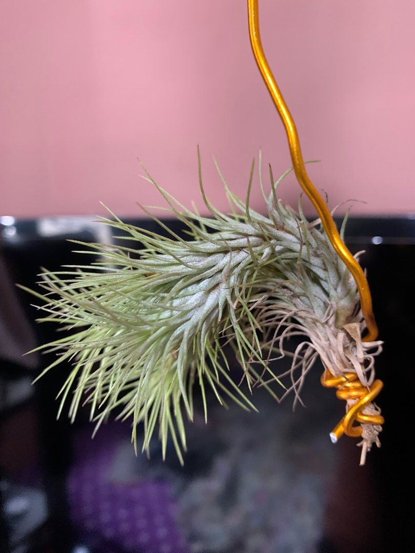 Easy care airplant Funckiana (rare) air plant 89cm, Furniture & Home