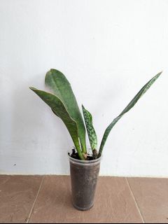 (Category: ) located in . Submitted by cylee3 (Listing ID 1195037339, Image 1). Description: .