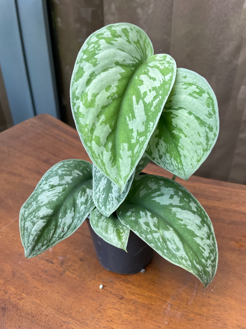 Scindapsus Pictus Exotica, Furniture & Home Living, Gardening, Plants ...