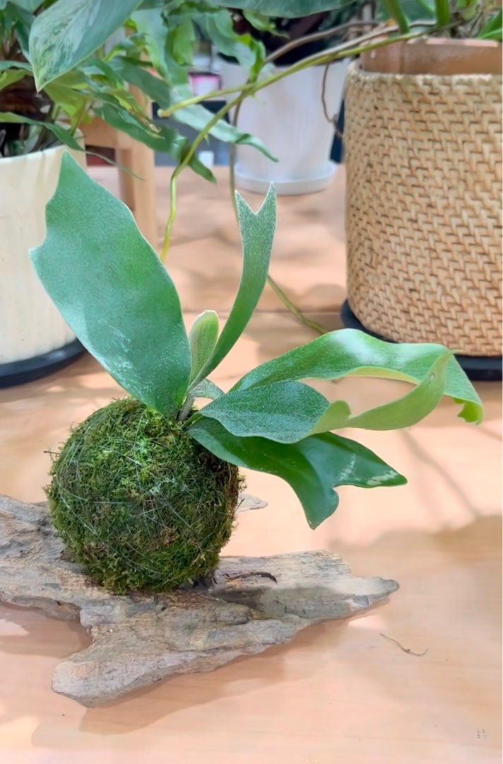 Staghorn Fern Kokedama, Furniture & Home Living, Gardening, Plants