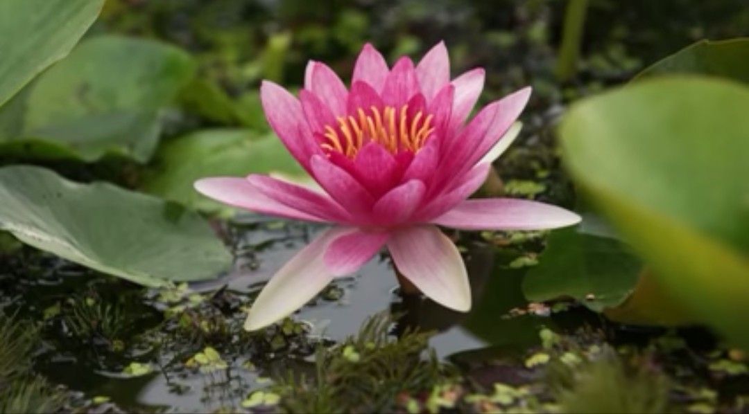 Water Lilies in Mud, Furniture & Home Living, Gardening, Plants & Seeds