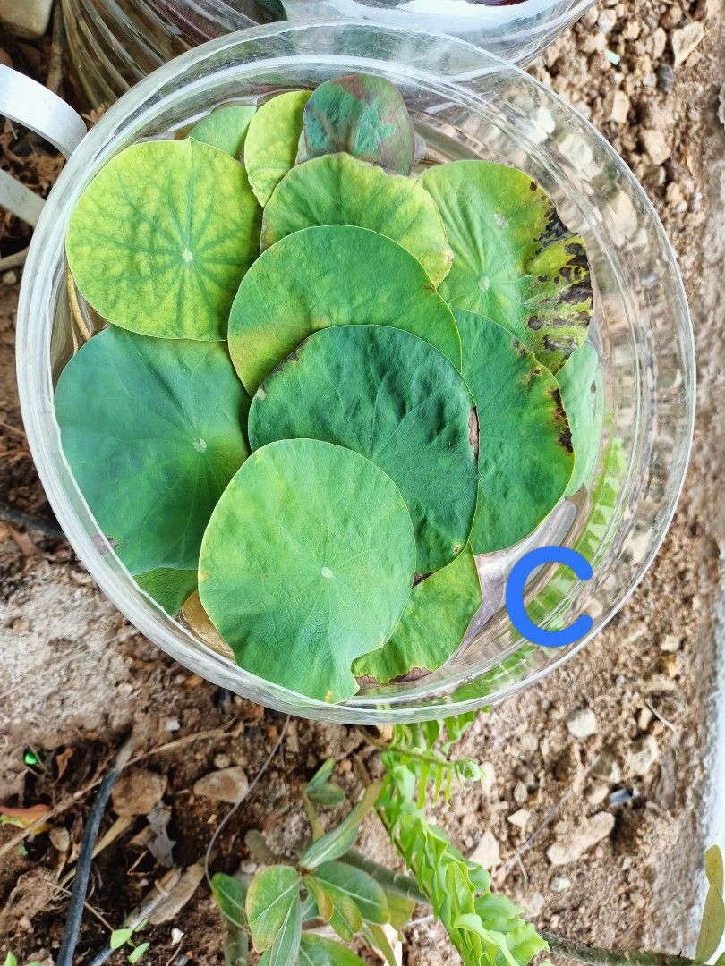 Water Lilies in Mud, Furniture & Home Living, Gardening, Plants & Seeds