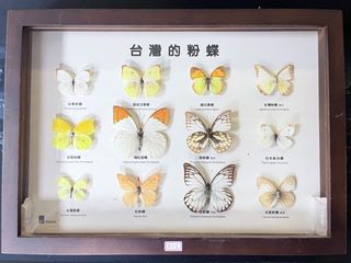 由 rex2713 (刊登 ID 1195275933，圖片 1) 提交，位於 的 (類別：)，說明：。