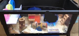 (Category: ) located in . Submitted by vanellopeco (Listing ID 1195216793, Image 1). Description: .