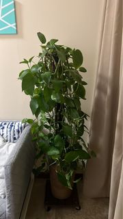 (Category: ) located in . Submitted by tish0110 (Listing ID 1195352709, Image 1). Description: .