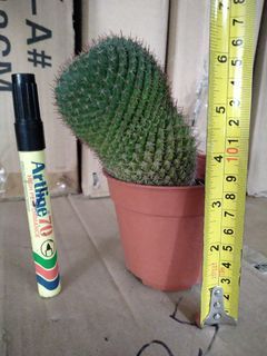 Cactus besar ..sehat..