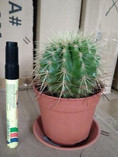 Cactus besar utk let go