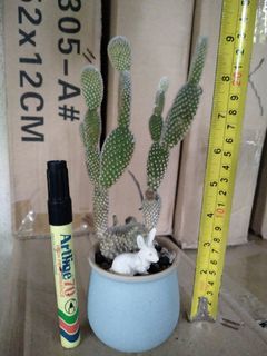 Cactus mickey mouse..tinggi..byk anakk