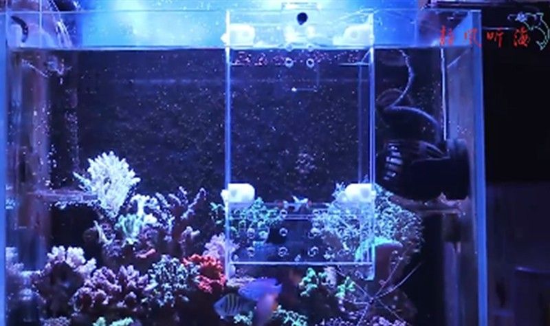Dual Usage Acrylic Fish Trap Reef Tank Quarantine Box Isolation