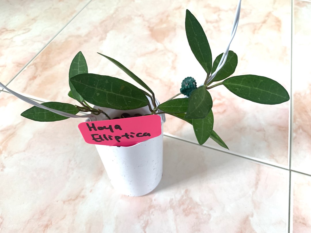 hoya-elliptica-furniture-home-living-gardening-plants-seeds-on-carousell