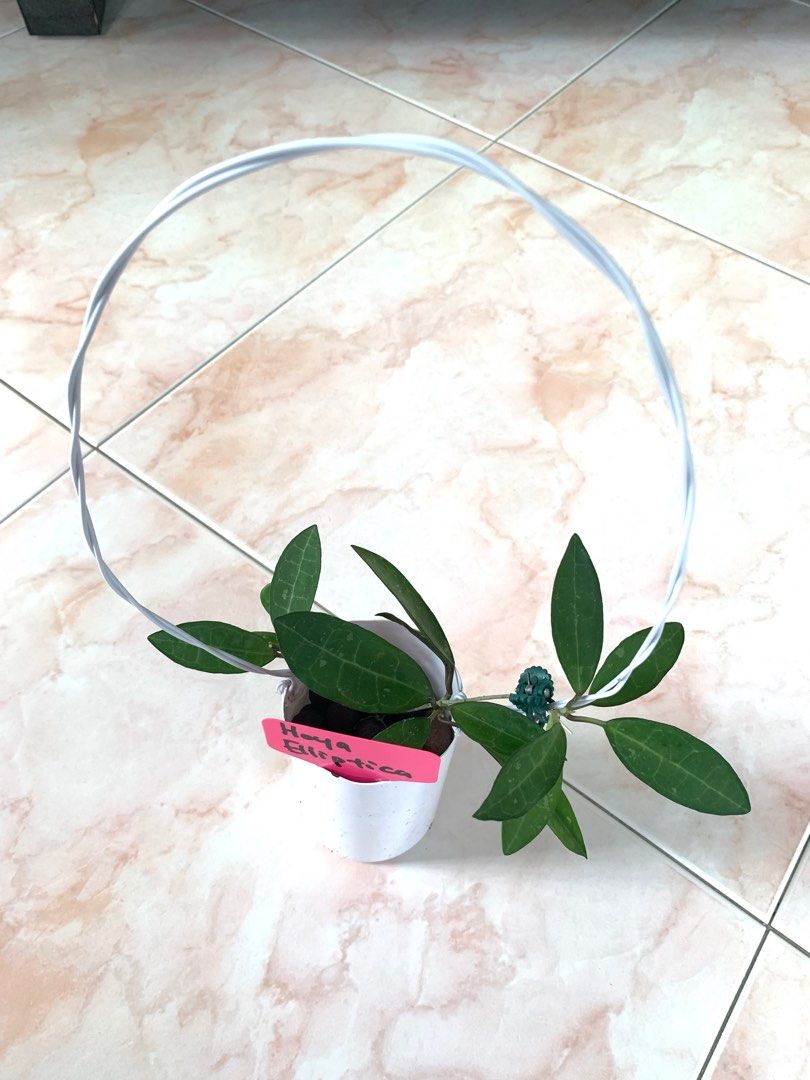 Hoya Elliptica Furniture Home Living Gardening Plants Seeds On