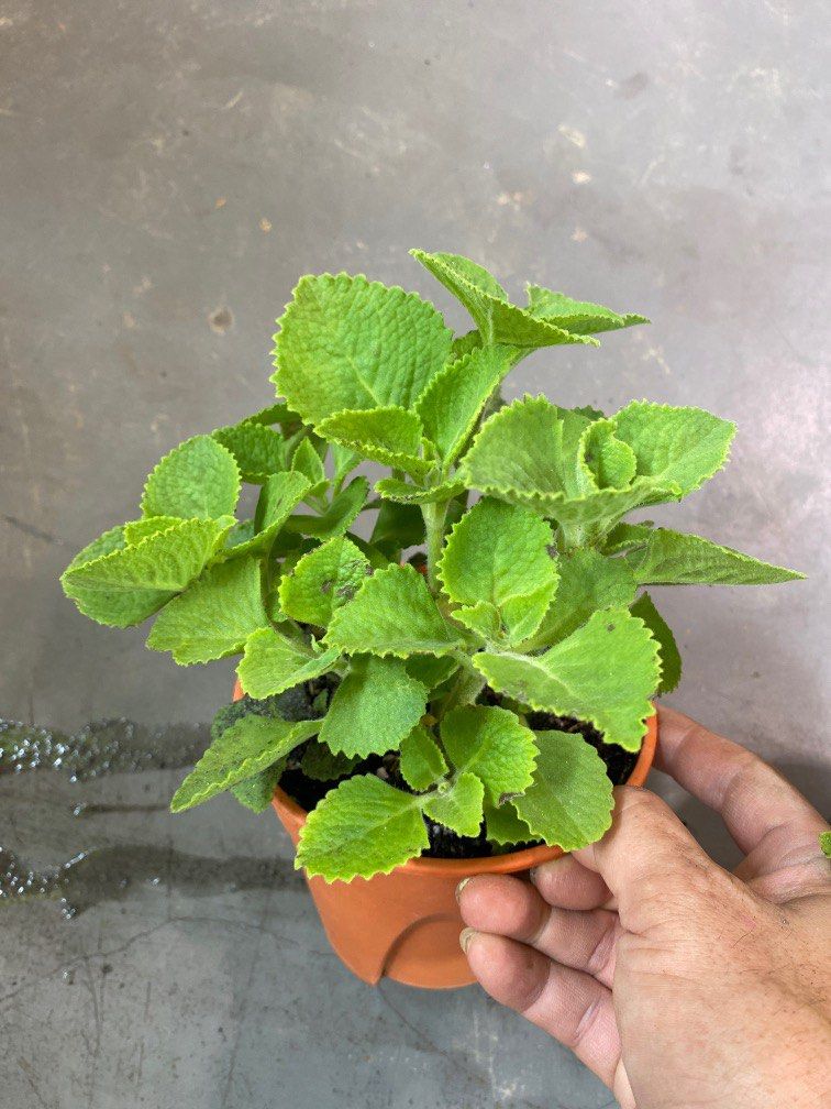 Mexican Mint/Indian Borage (Herbs) plant 6 each, Furniture & Home