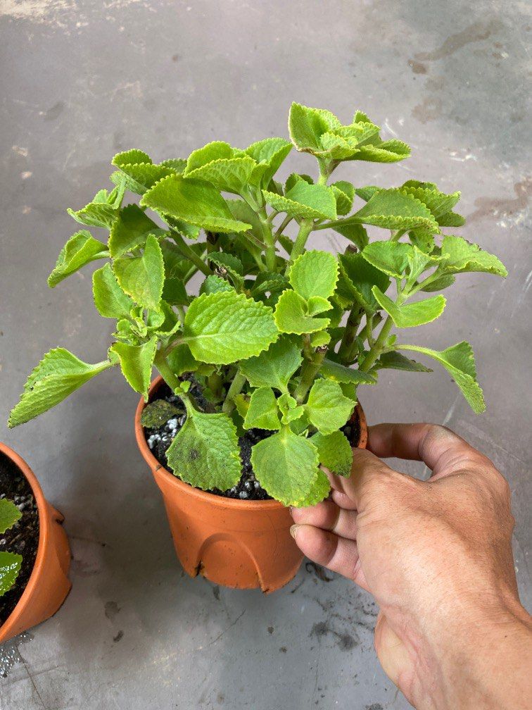 Mexican Mint/Indian Borage (Herbs) plant 6 each, Furniture & Home