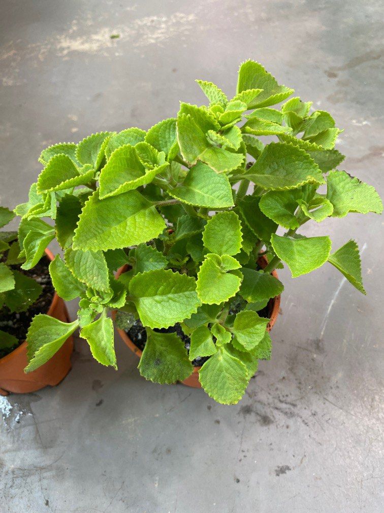 Mexican Mint/Indian Borage (Herbs) plant 6 each, Furniture & Home