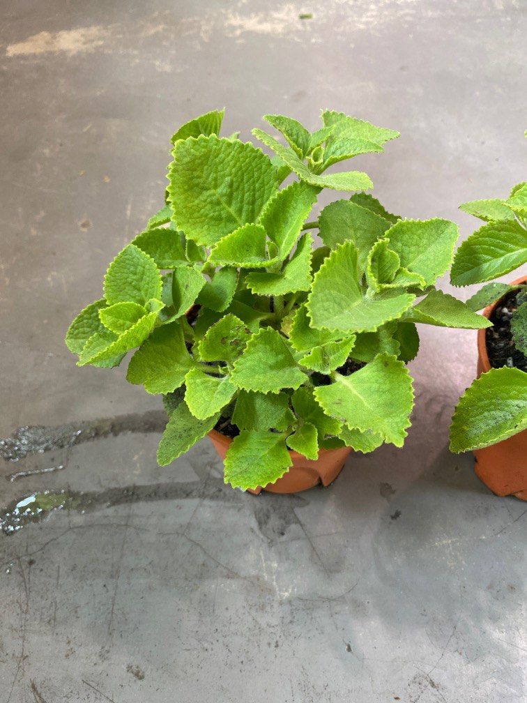 Mexican Mint/Indian Borage (Herbs) plant 6 each, Furniture & Home