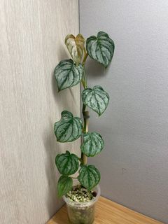 （分類：）位於 。 由 smallplanty 提交（商品編號 1195338817，圖片 1）。簡介： 。