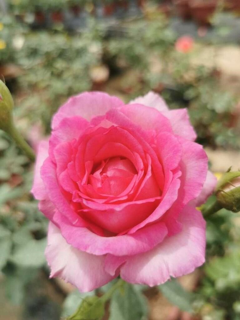 Rose plant with ID - Pink Of Princess, Furniture & Home Living ...