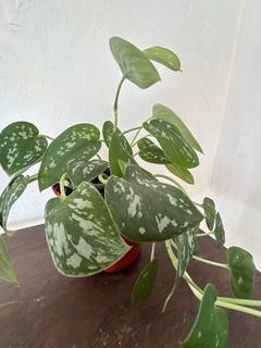 (Category: ) located in . Submitted by mooiyan (Listing ID 1195340232, Image 1). Description: .