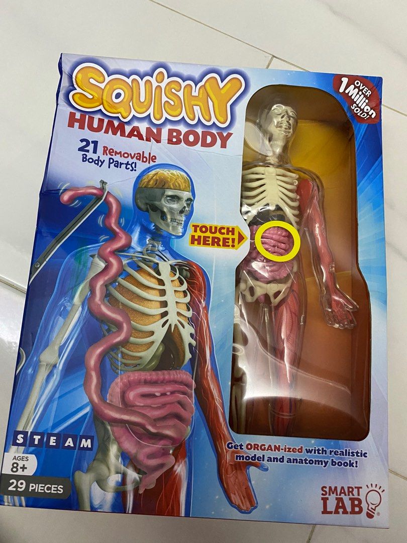 [SmartLab] Squishy Human Body, Hobbies & Toys, Toys & Games on Carousell