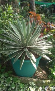 Agave silver