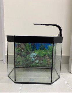 Aquarium 38x24cm