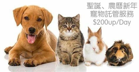 Pet Boarding (Pet托管服务) (Cat / Dog walking, day care, Boarding Services) for Holiday Seasons!62863171518083111