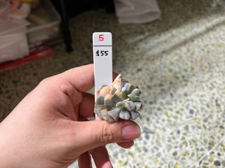 (Category: ) located in . Submitted by VG169 (Listing ID 1195656794, Image 1). Description: .