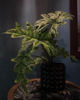 Alocasia Jacklyn