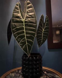 Alocasia Longiloba Lowii