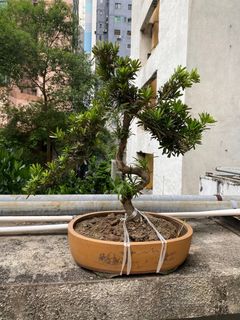 （分類：）位於 。 由 charplants 提交（商品編號 1195603195，圖片 1）。簡介： 。