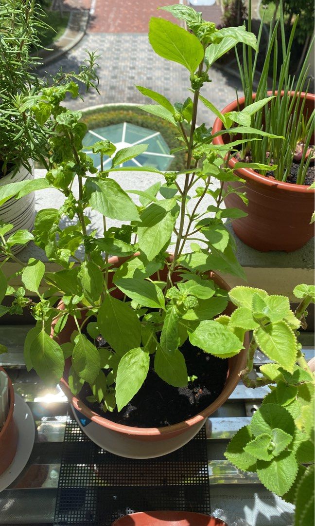 Large Thai Basil Plant / Pot, Furniture & Home Living, Gardening